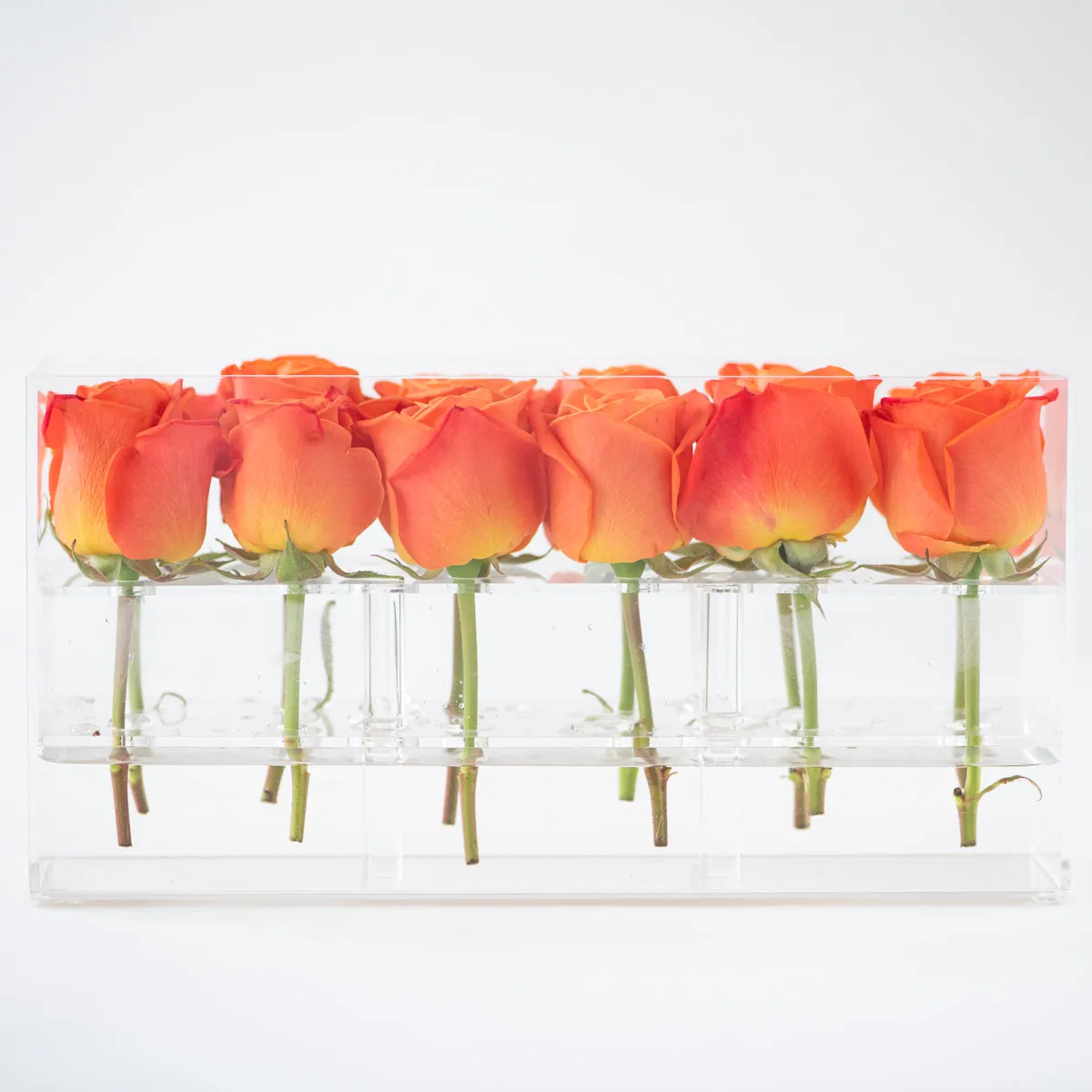 12 Rosebox Doble Row