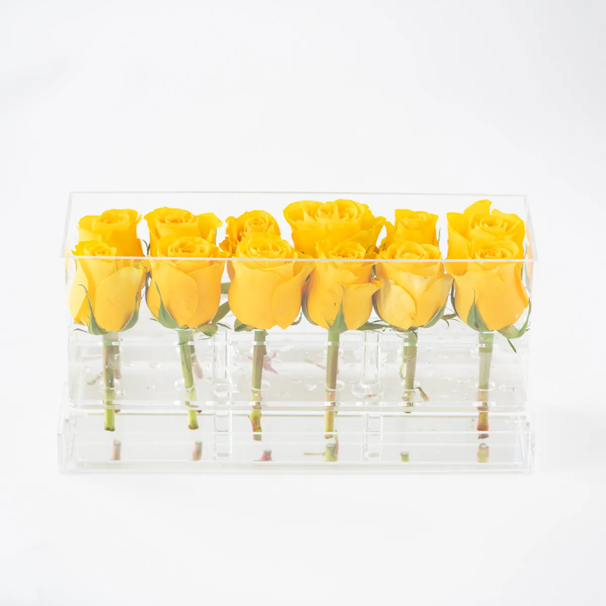 12 Rosebox Doble Row