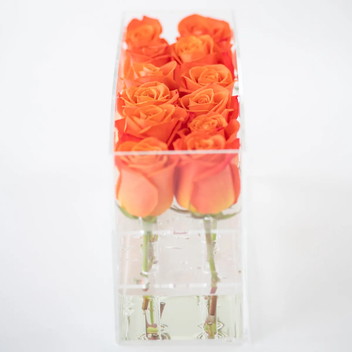 12 Rosebox Doble Row