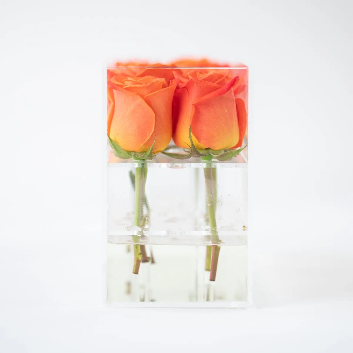 12 Rosebox Doble Row