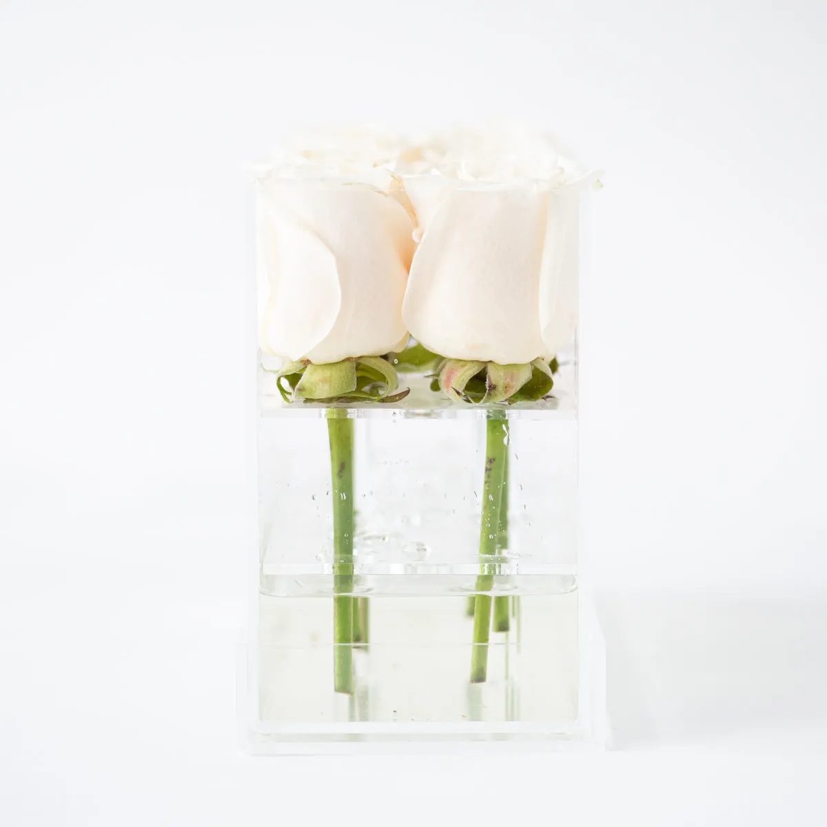12 Rosebox Doble Row