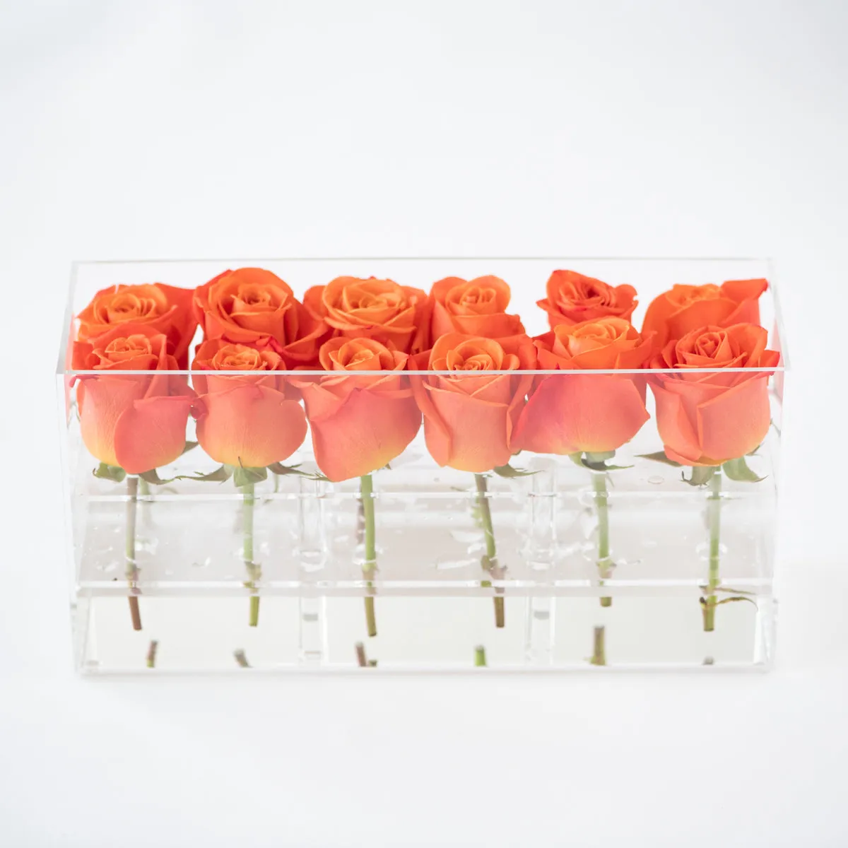 12 Rosebox Doble Row