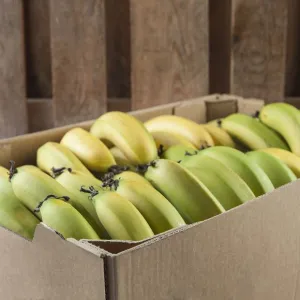 12 X BANANA CAVENDISH