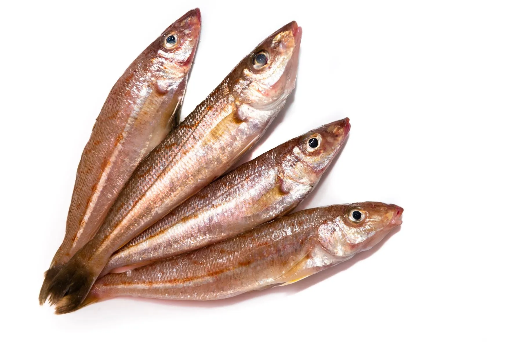 Australian Fresh Red Spot Whiting