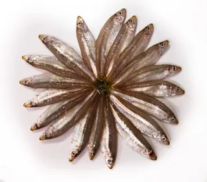 Australian Fresh Red Spot Whiting