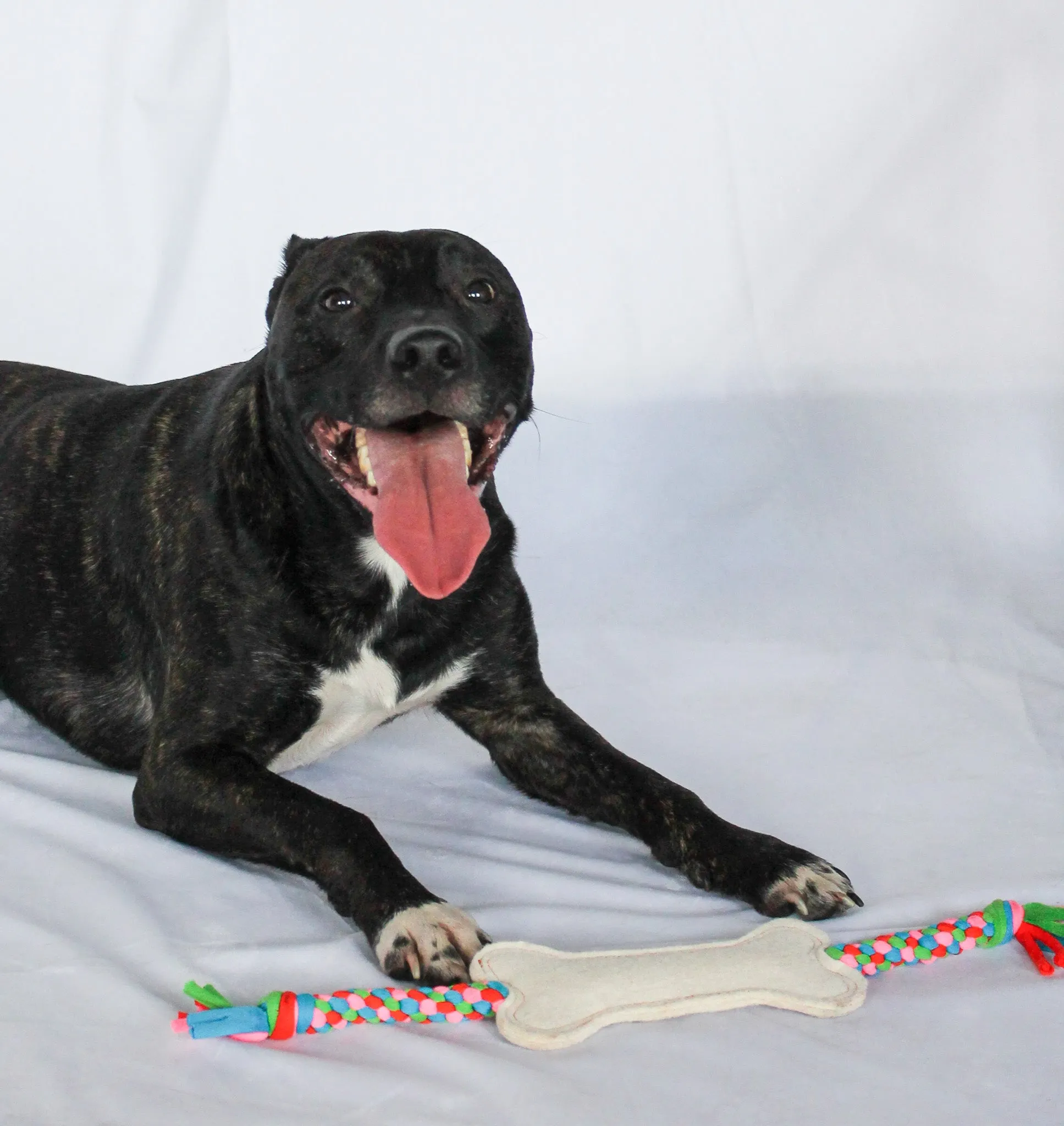 Felt Dog Bone Pull Toy