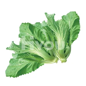 Fresh Mustard Green 400g ~ 新鮮芥菜 400g