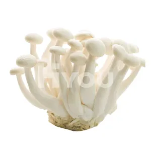 Fresh White Bunashimeji Mushroom (Pack) ~ 新鮮白玉菇 (包)