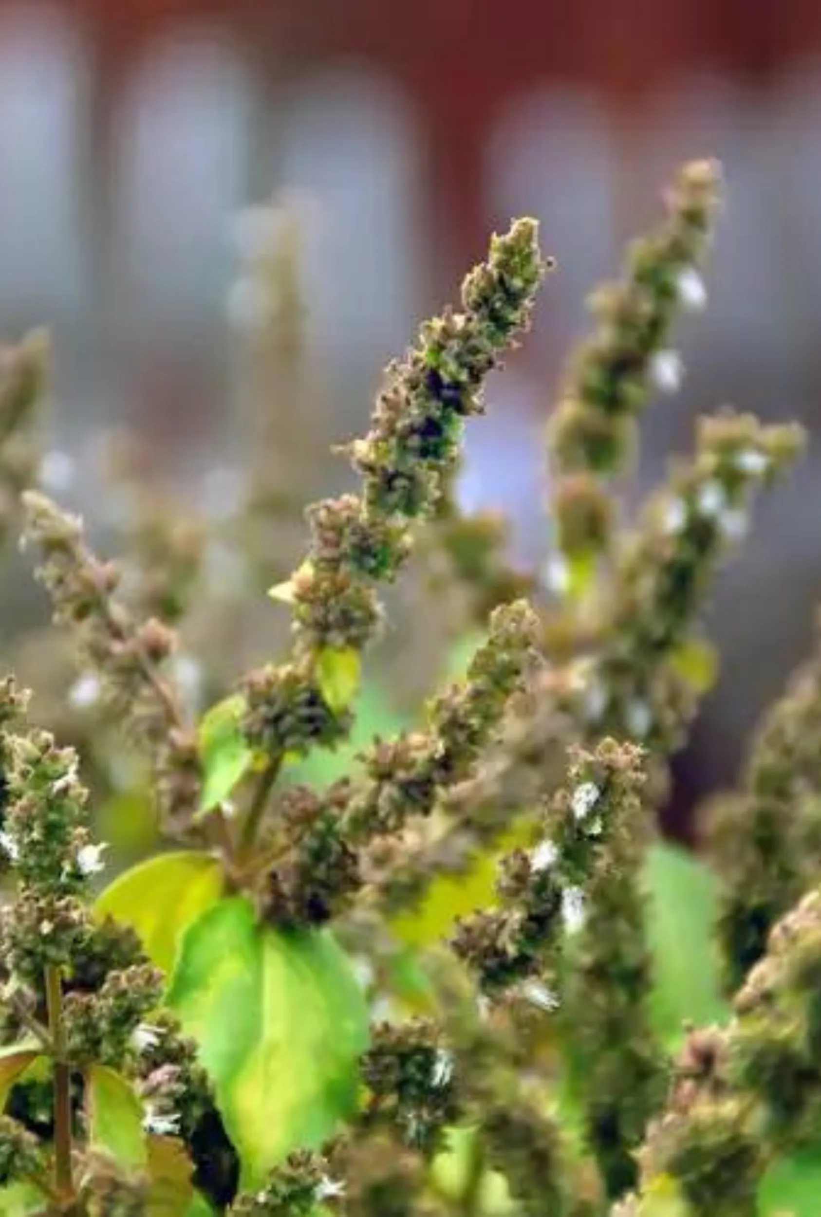 Patchouli: Clove   Patchouli   Oud