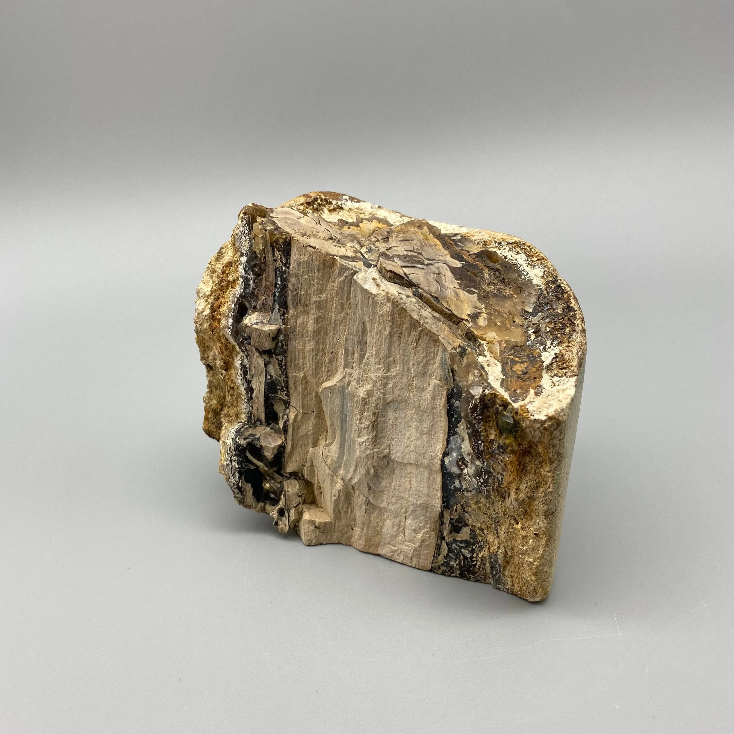 PETRIFIED WOOD CHUNK