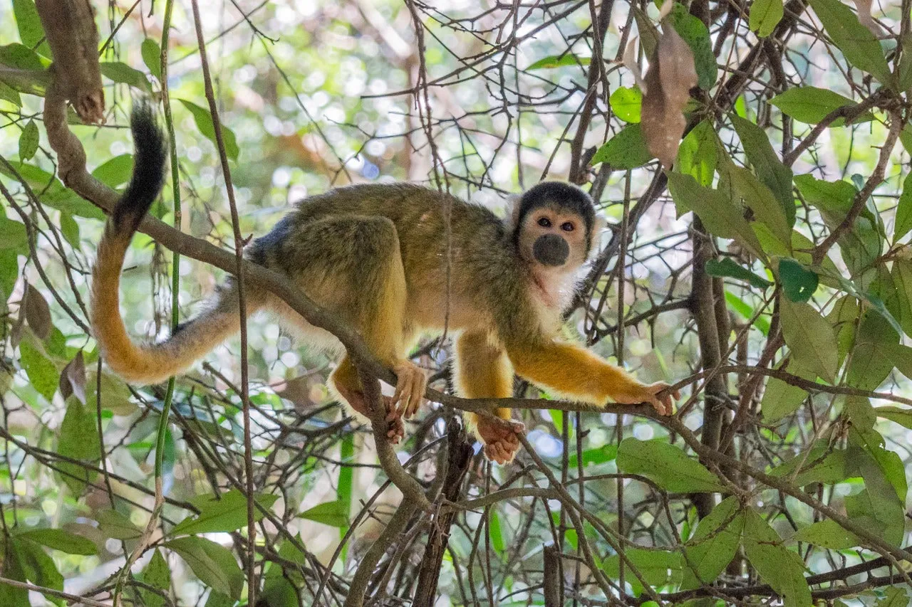Primate Sanctuary Visit KwaZulu Natal, South Africa