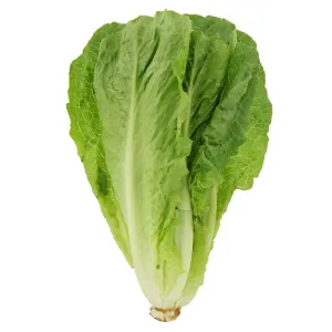 Produce Local Romaine Lettuce