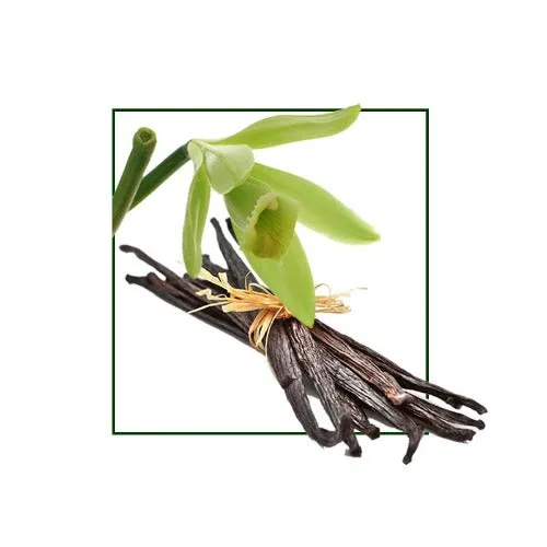 Vanilla Absolute Organic Oil